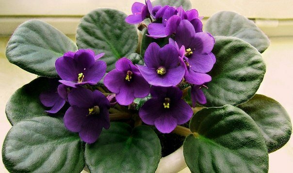 Как вырастить красивую фиалку в домашних условиях?